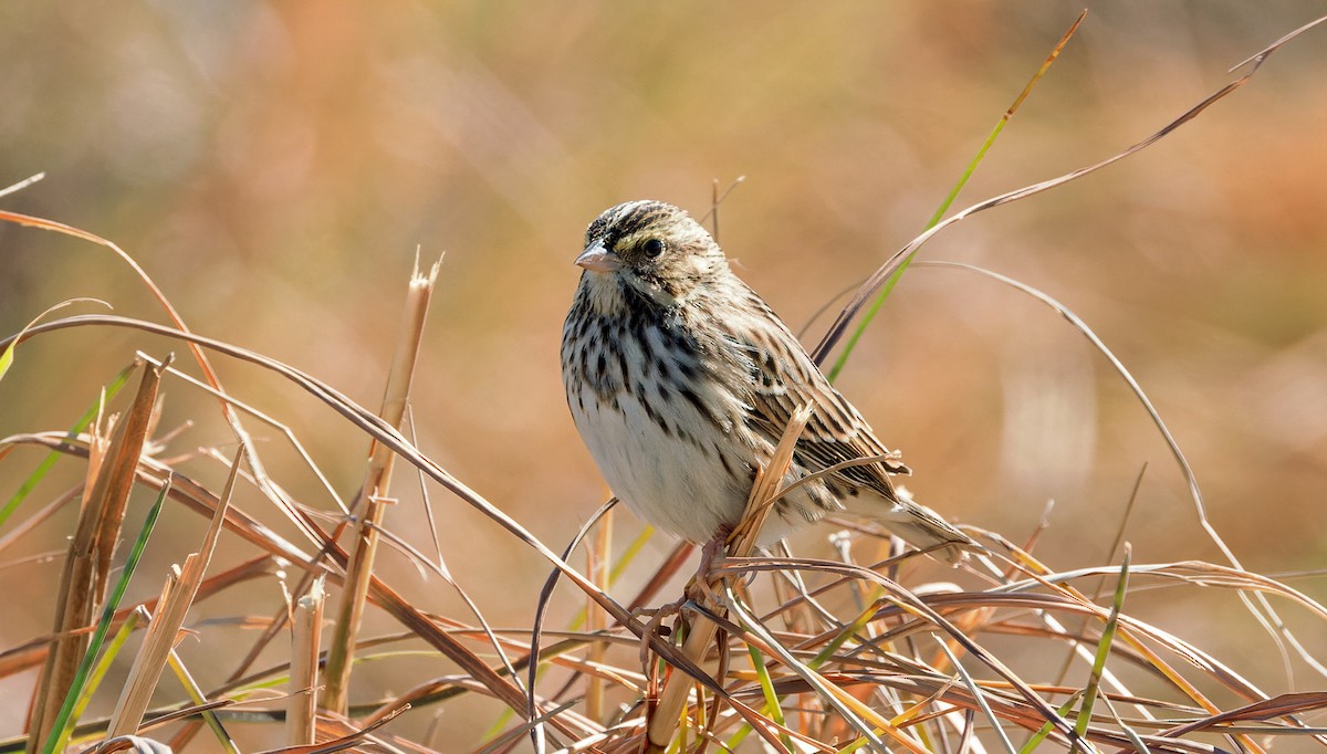Chingolo Sabanero - ML645045306