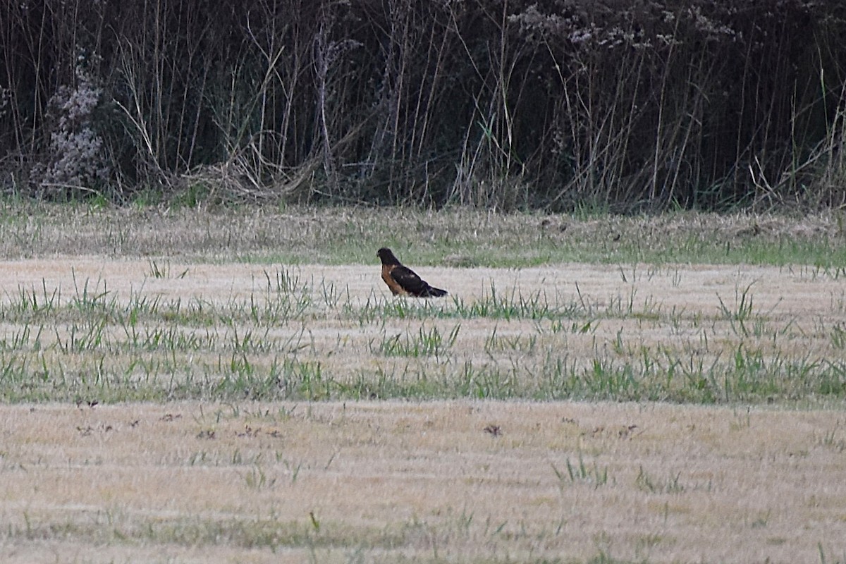 Northern Harrier - ML645045307