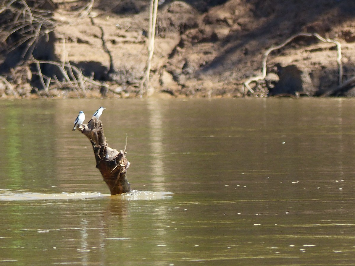 Golondrina Aliblanca - ML645045312