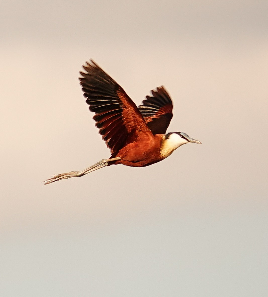Jacana Africana - ML645045314