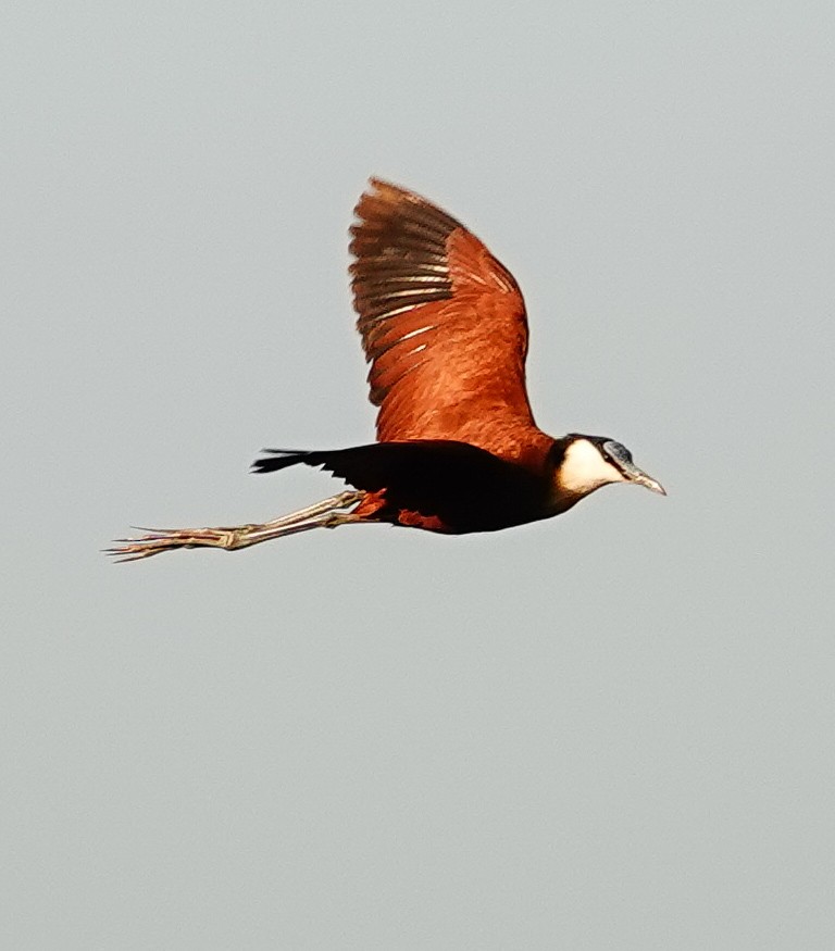 Jacana Africana - ML645045316