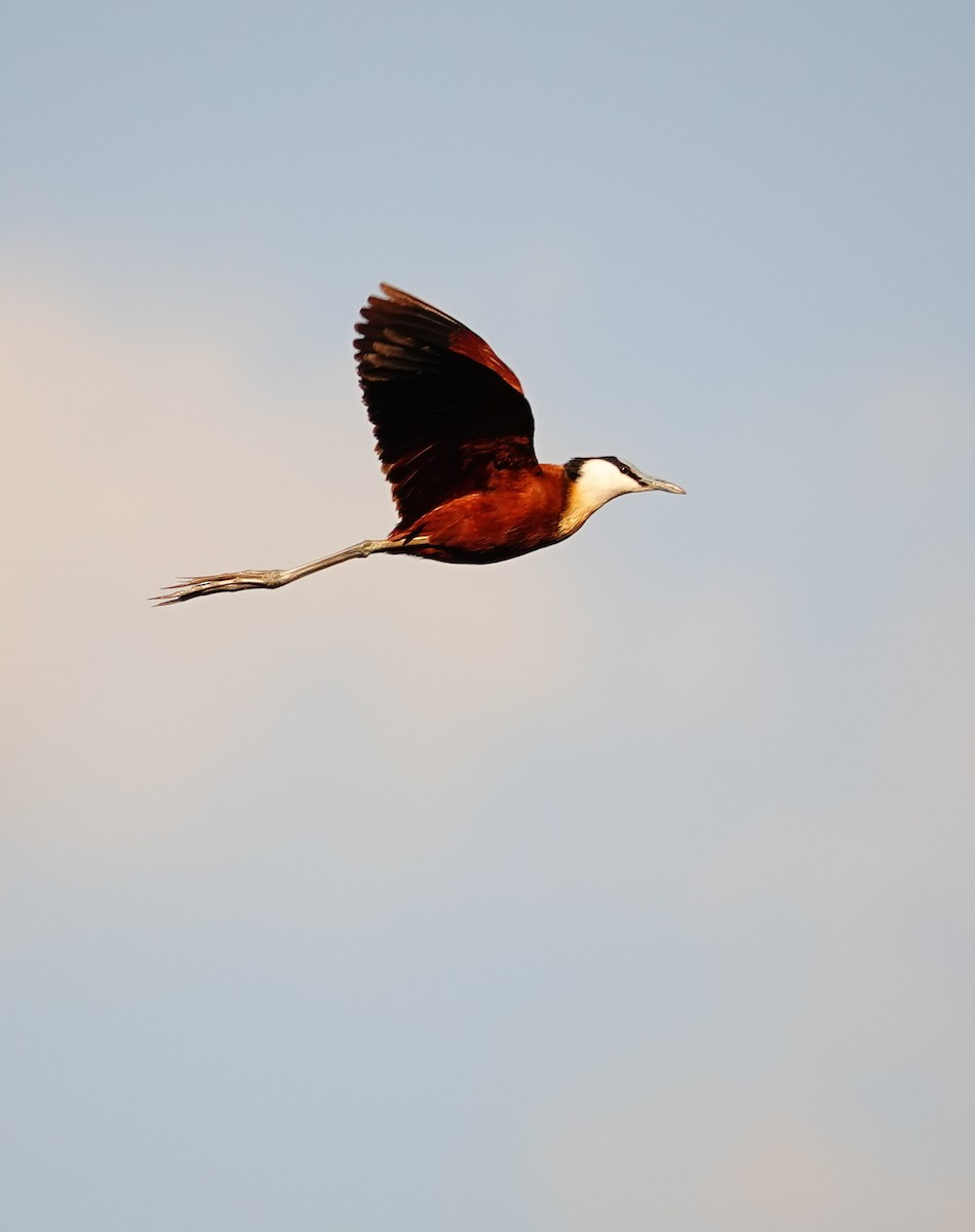 Jacana Africana - ML645045318