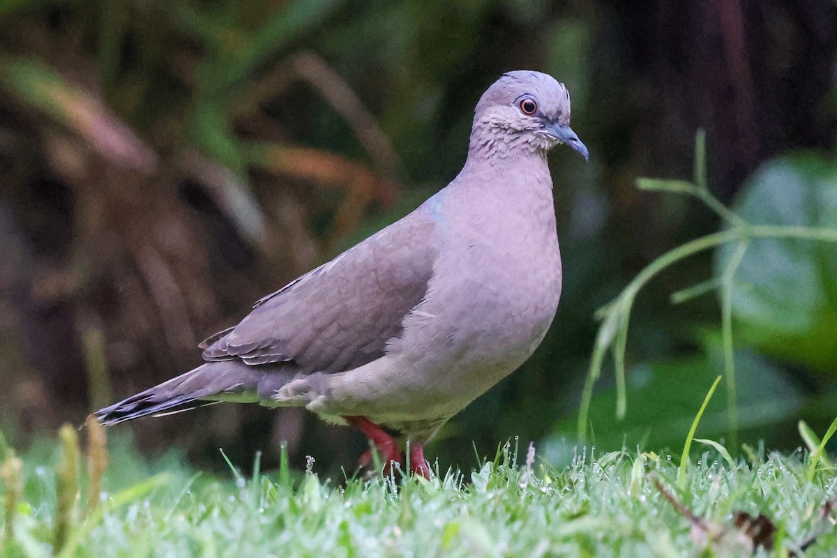 Paloma Montaraz Común - ML645045321