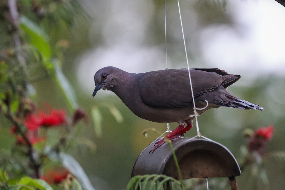 Paloma Montaraz Común - ML645045322