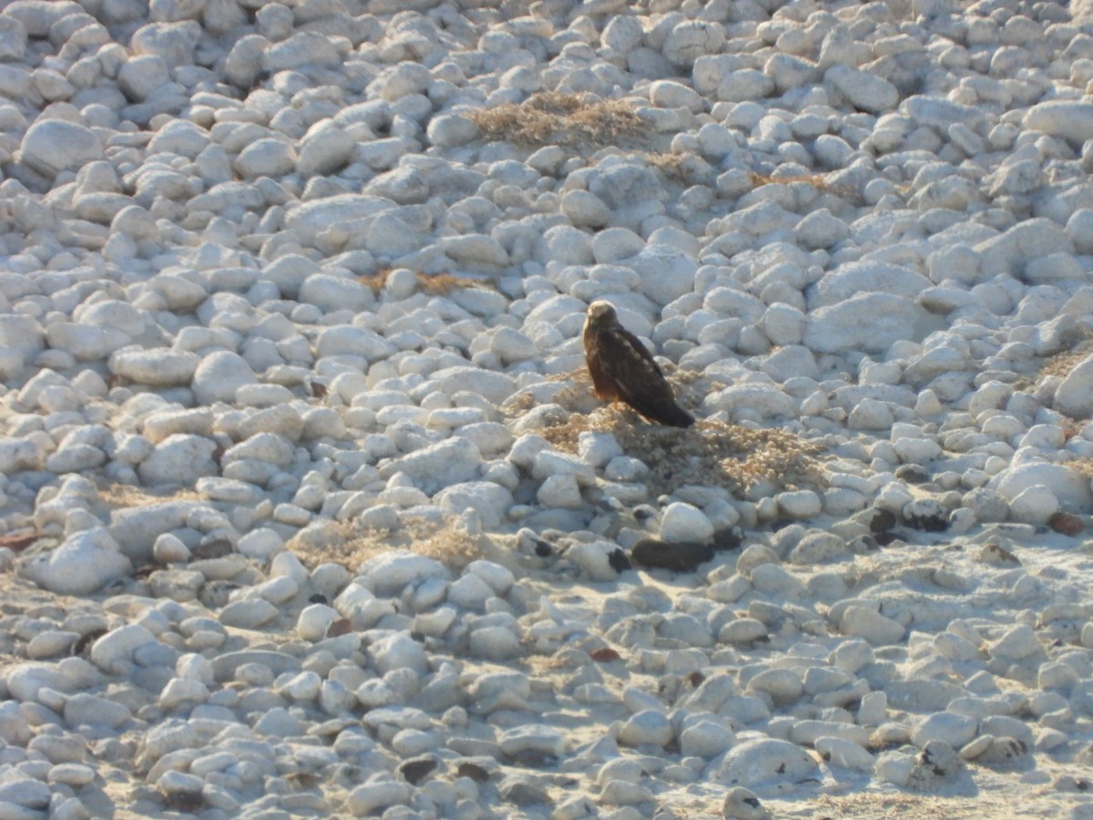 Aguilucho Lagunero Occidental - ML645045323