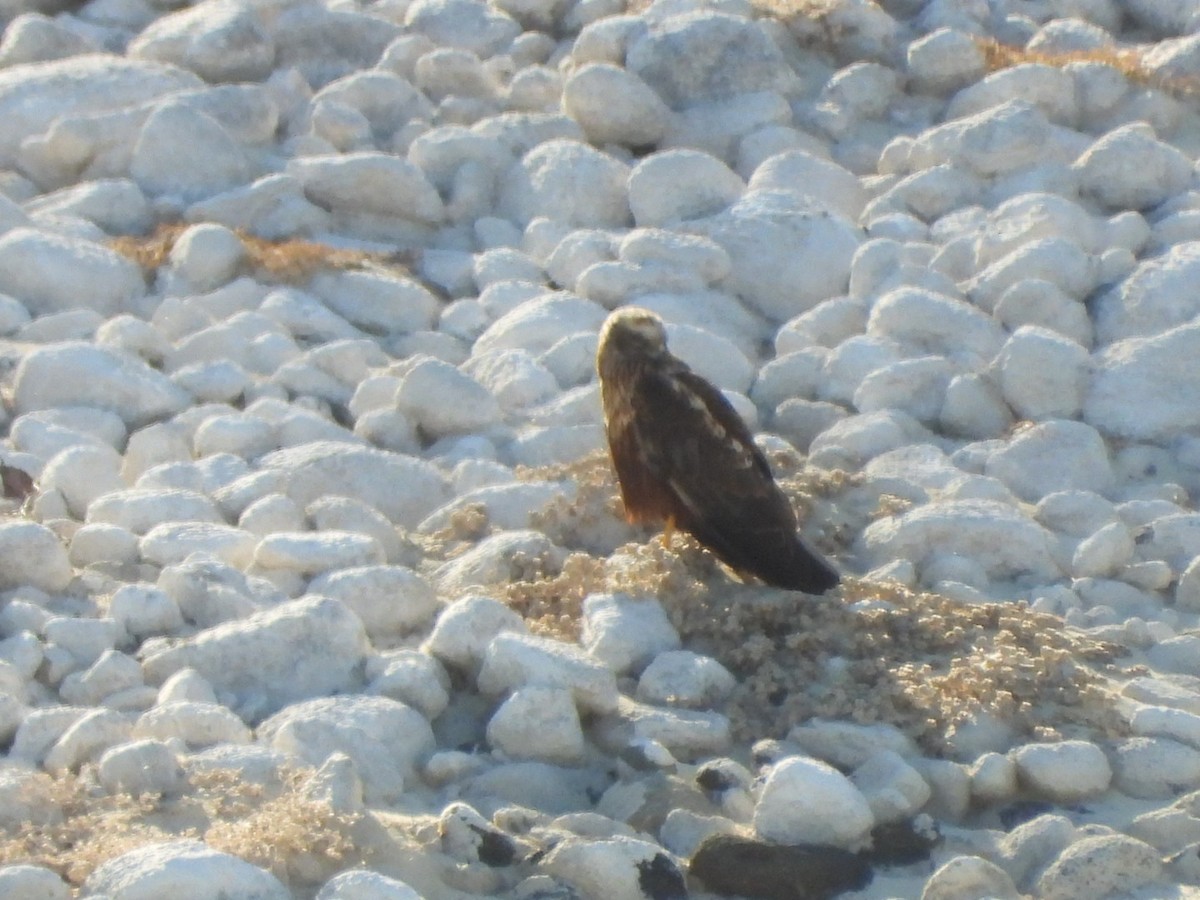 Aguilucho Lagunero Occidental - ML645045324