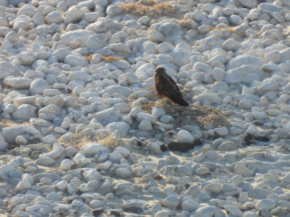 Aguilucho Lagunero Occidental - ML645045325