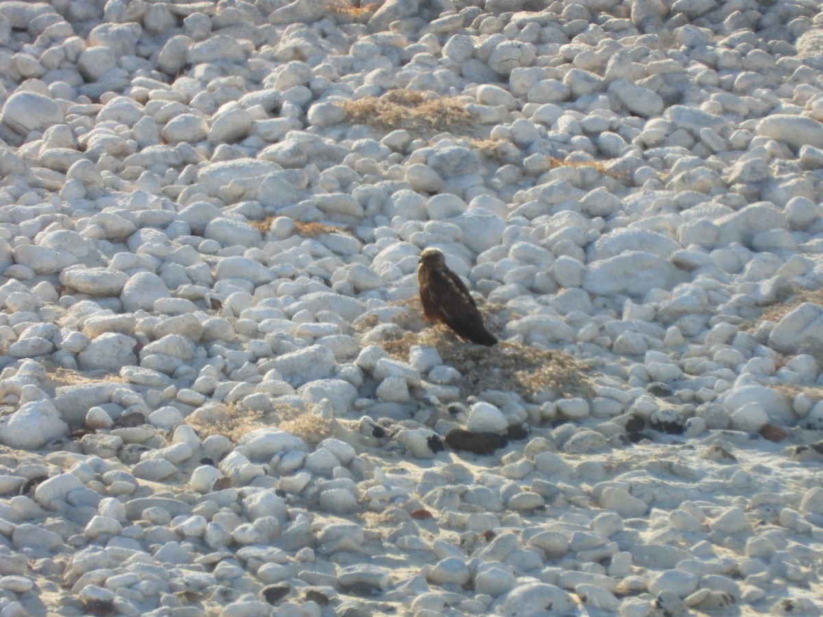 Aguilucho Lagunero Occidental - ML645045326