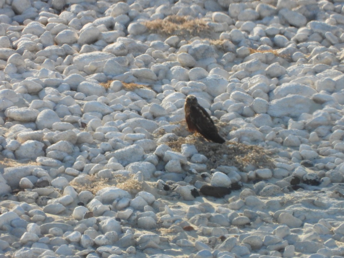 Aguilucho Lagunero Occidental - ML645045327