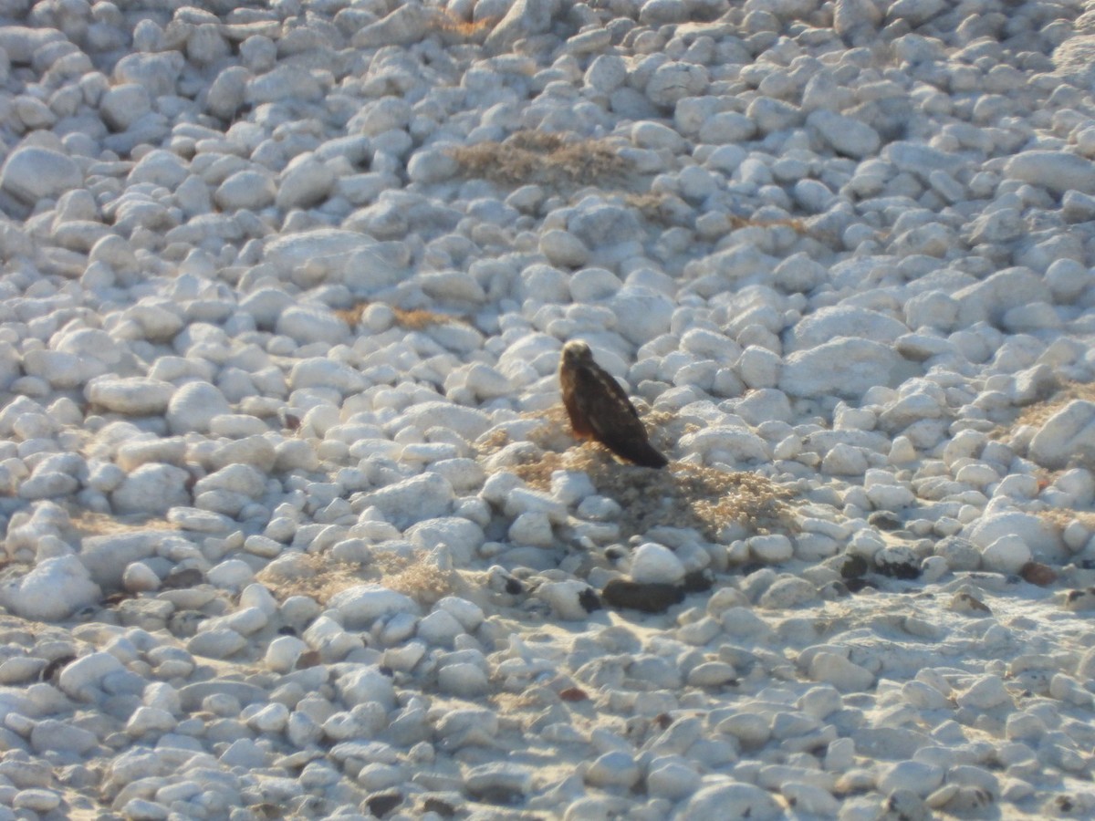 Aguilucho Lagunero Occidental - ML645045328