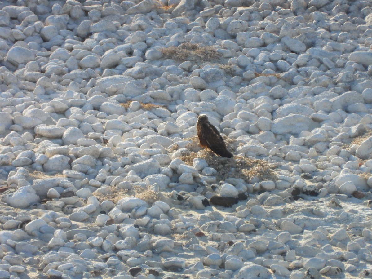 Aguilucho Lagunero Occidental - ML645045329