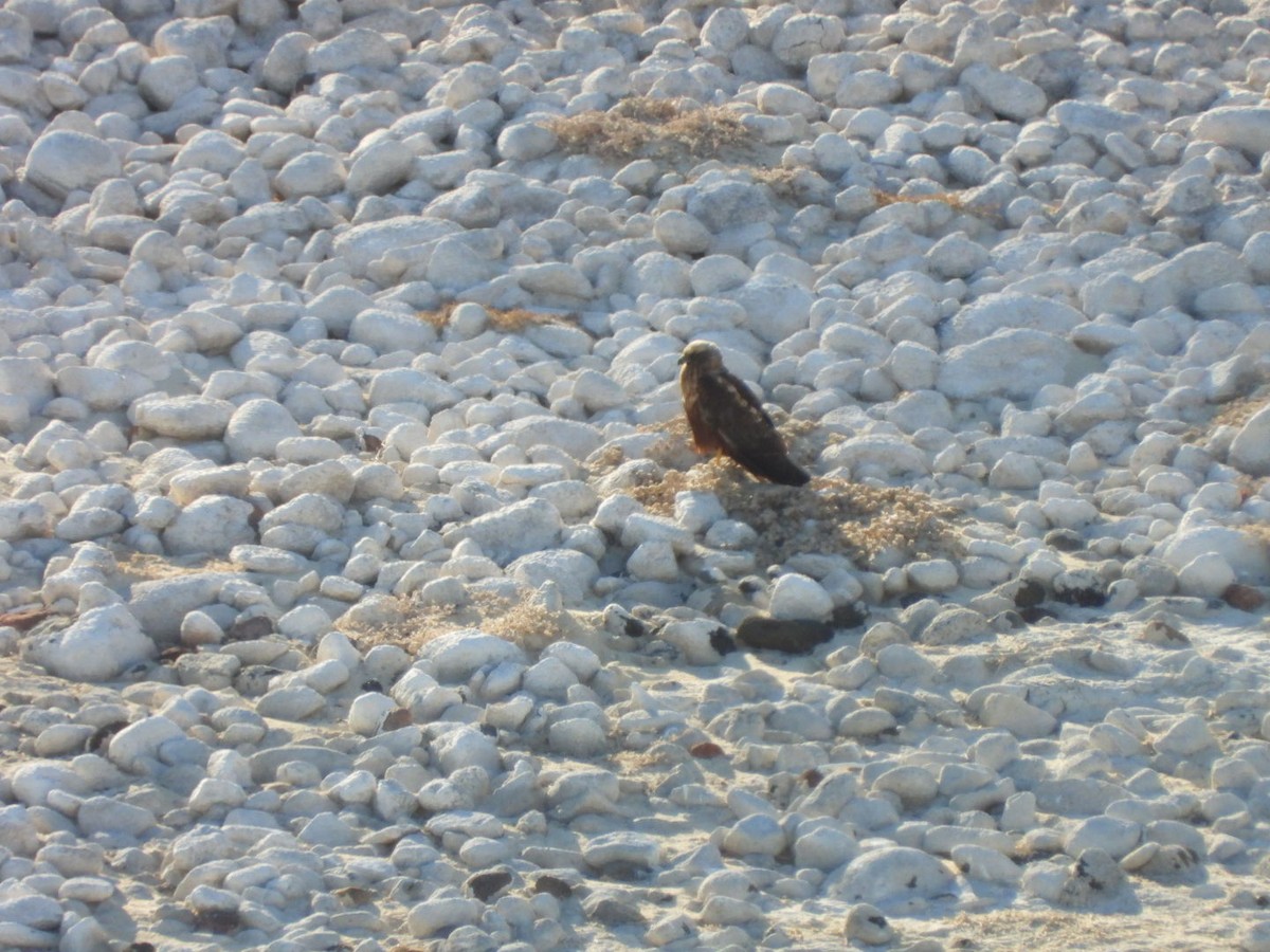 Aguilucho Lagunero Occidental - ML645045330