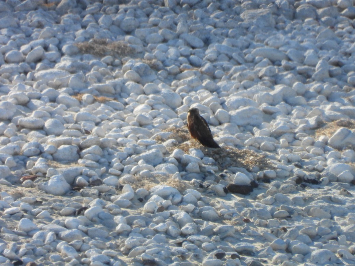 Aguilucho Lagunero Occidental - ML645045331