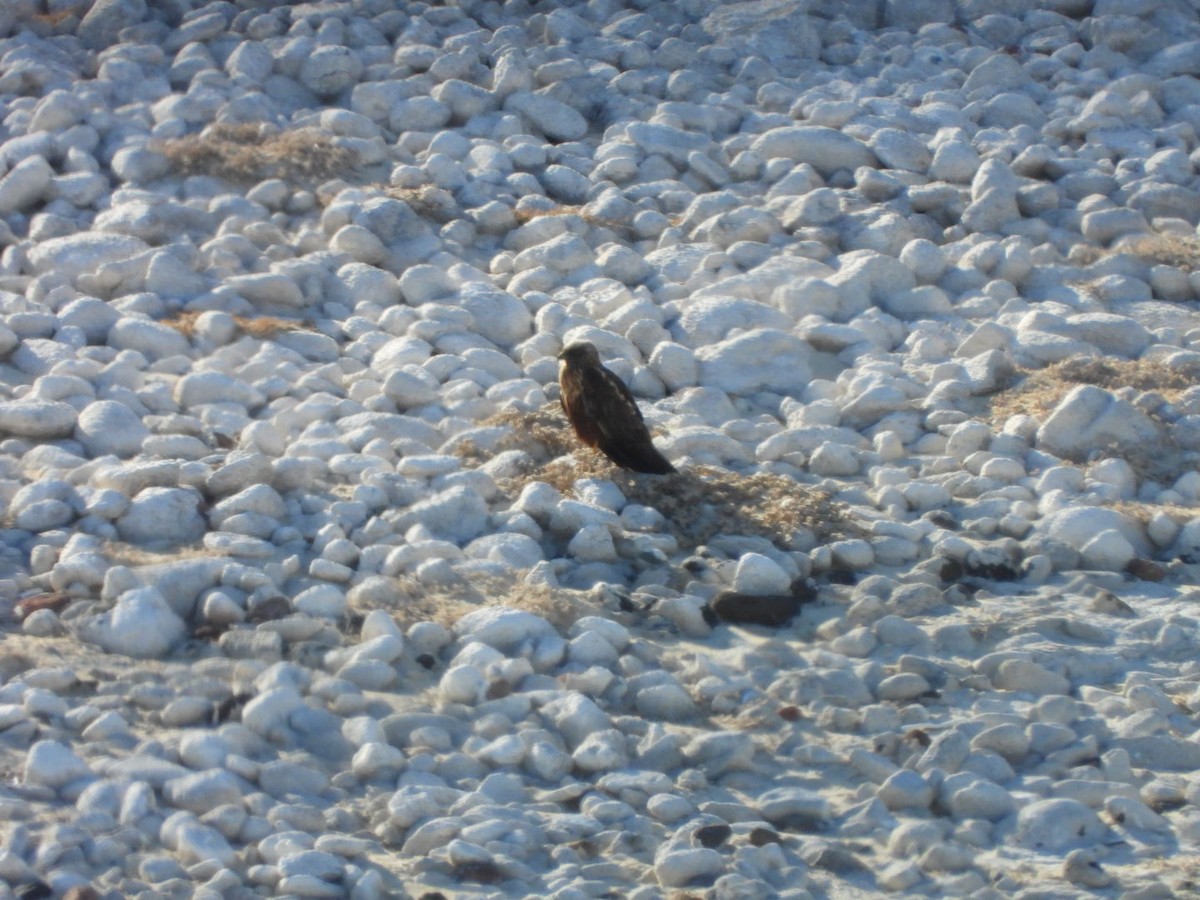 Aguilucho Lagunero Occidental - ML645045332