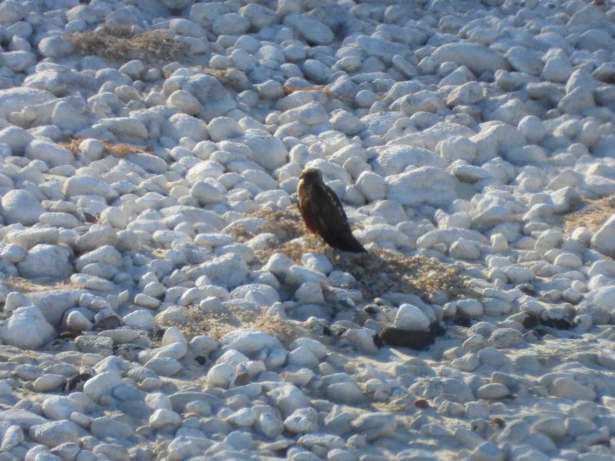 Aguilucho Lagunero Occidental - ML645045333