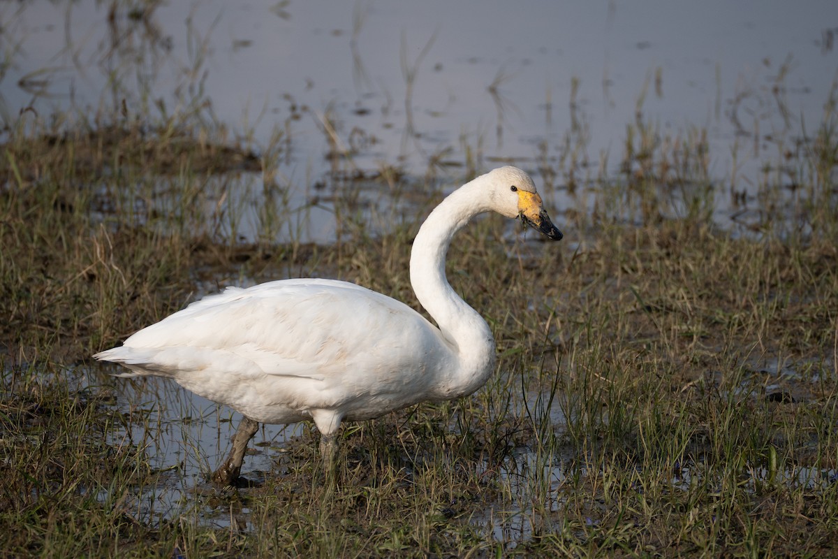 Cisne Cantor - ML645045336