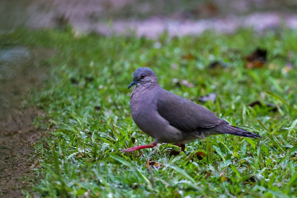 Paloma Montaraz Común - ML645045337