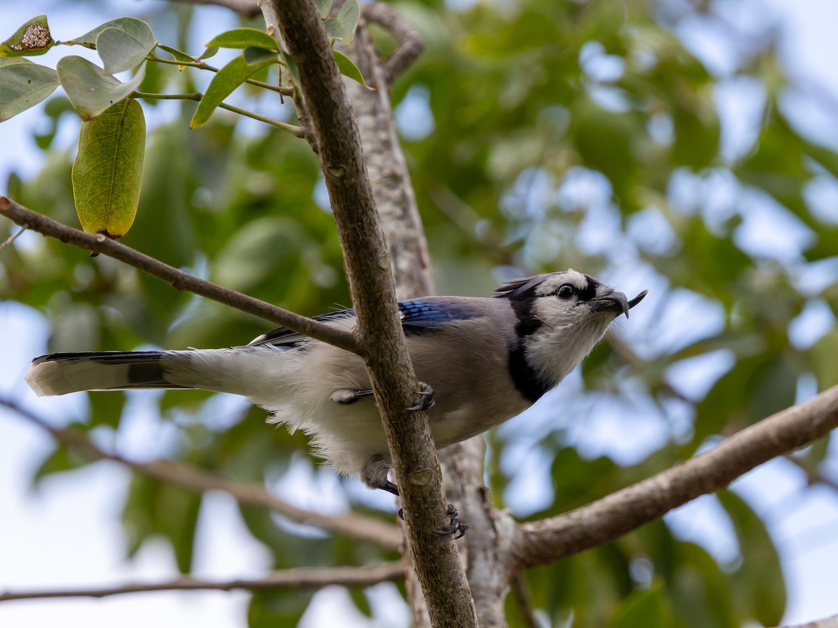 Chara Azul - ML645045338