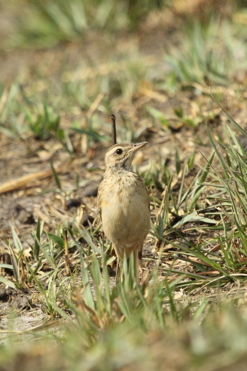 Bisbita Liso - ML645045339