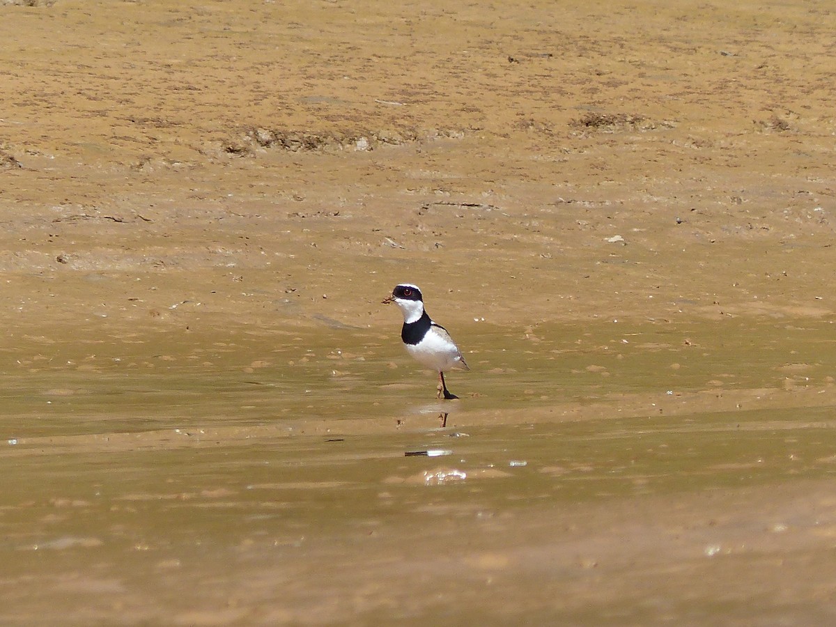 Avefría de Cayena - ML645045340