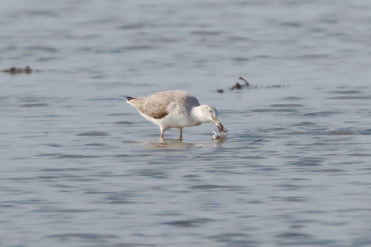 Archibebe Moteado - ML645045341