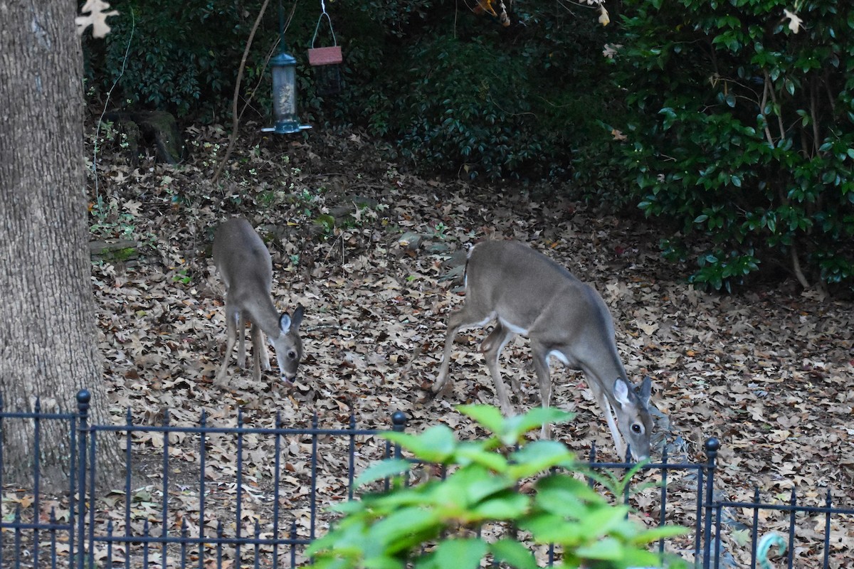 White-tailed Deer - ML645045344