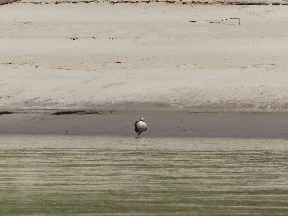 Ganso del Orinoco - ML645045345