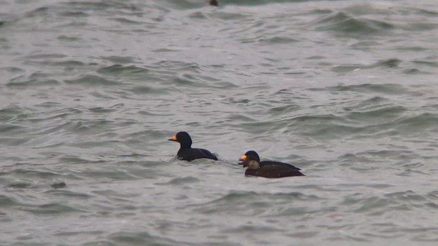 Amerika Kara Ördeği - ML645045356