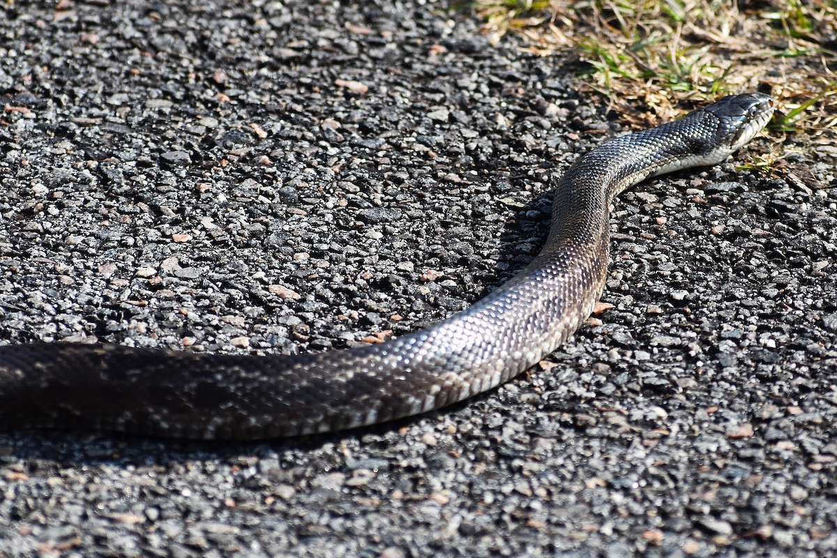 Eastern Ratsnake - ML645045375