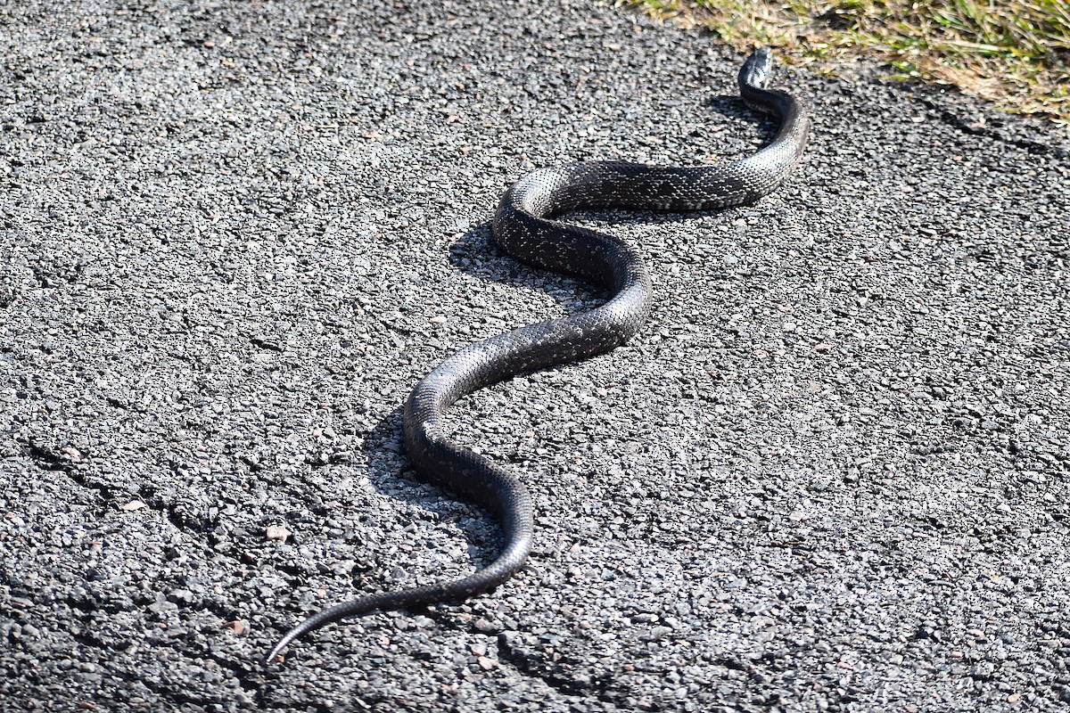 Eastern Ratsnake - ML645045381