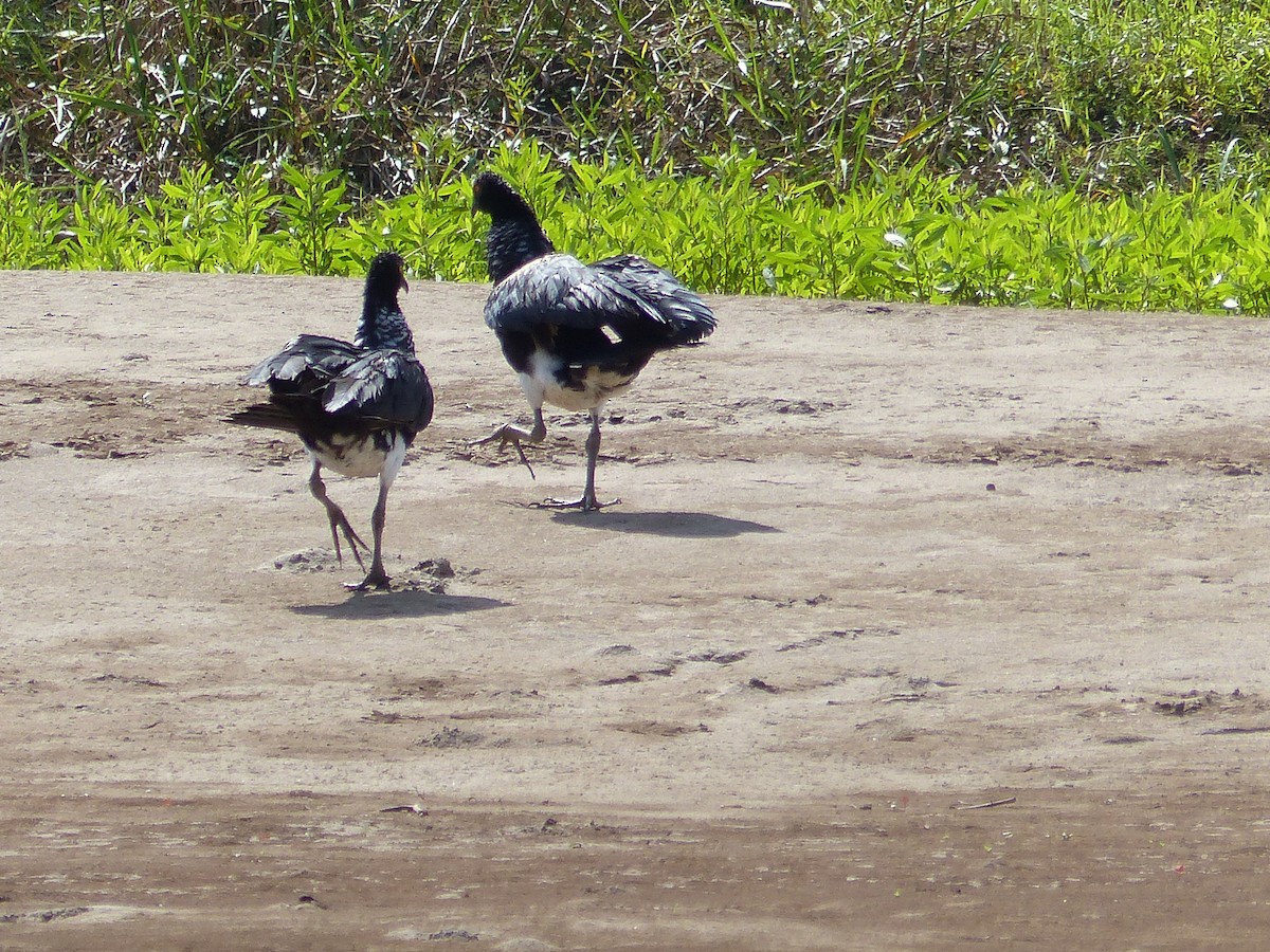 ツノサケビドリ - ML645045398