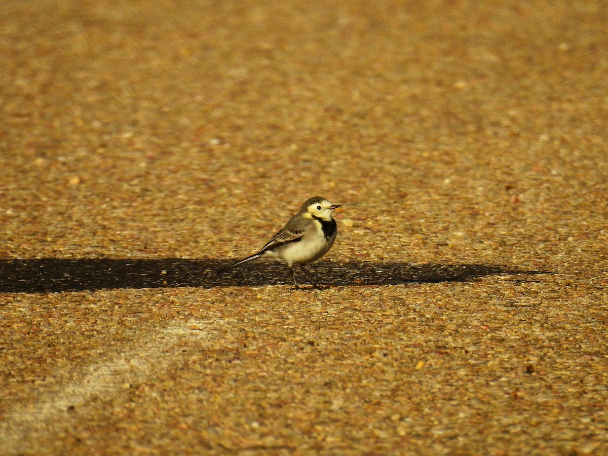 Bergeronnette grise - ML645045423