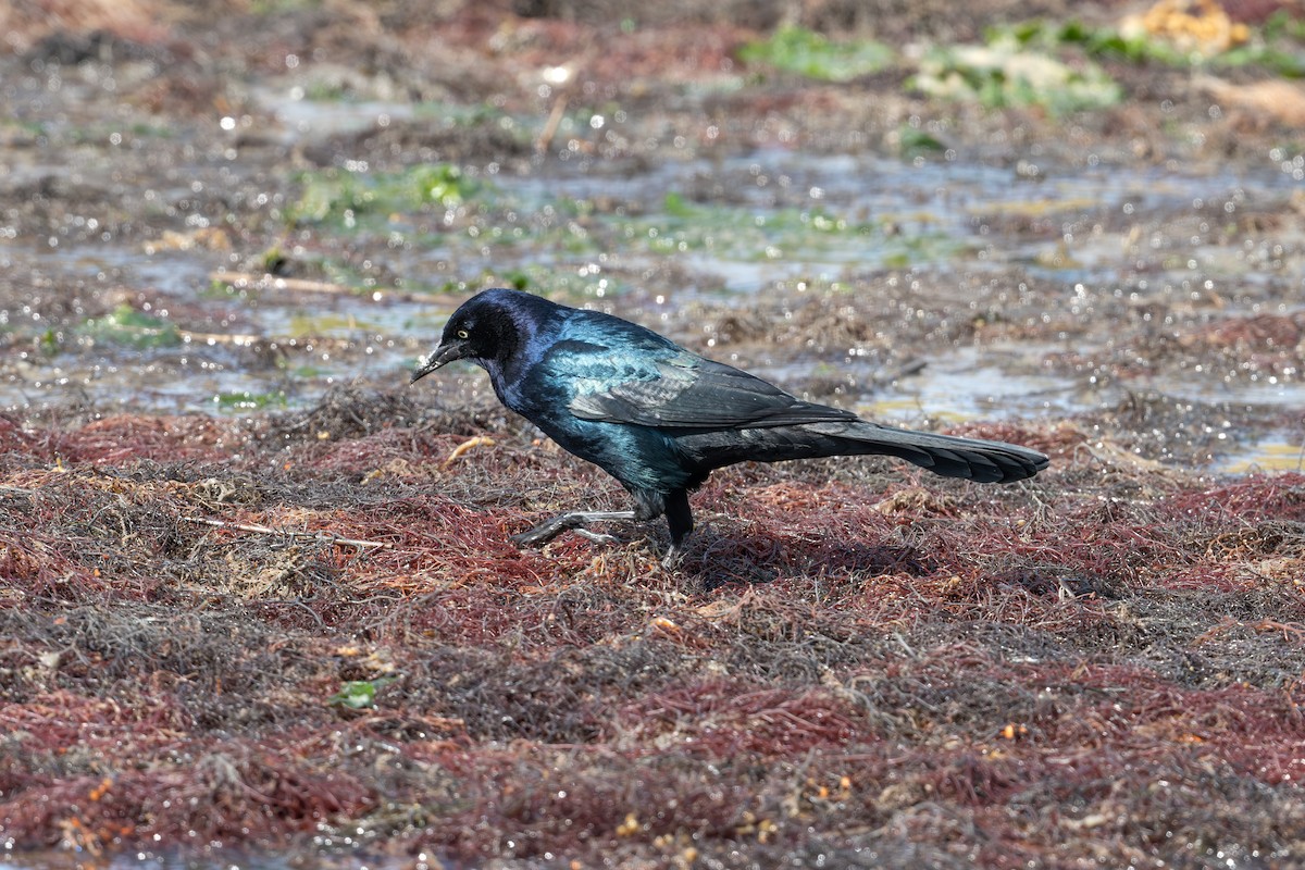 Boat-tailed Grackle - ML645045439