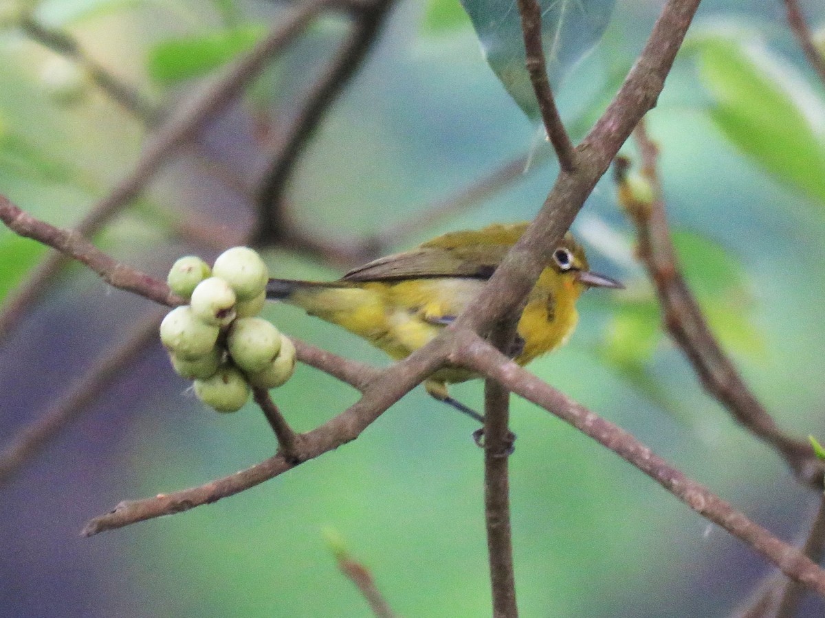 Lemon-bellied White-eye - ML645045487