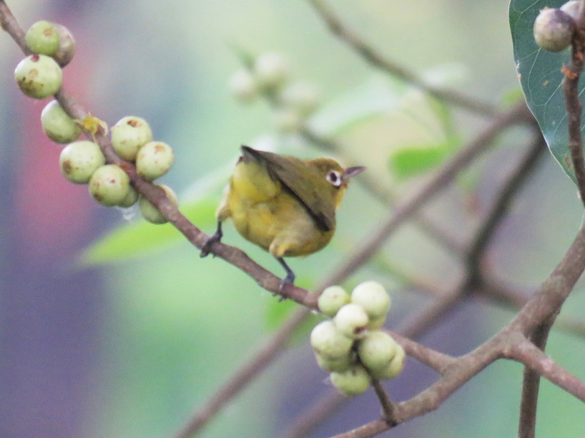 Lemon-bellied White-eye - ML645045488
