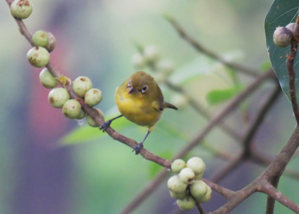 Lemon-bellied White-eye - ML645045489