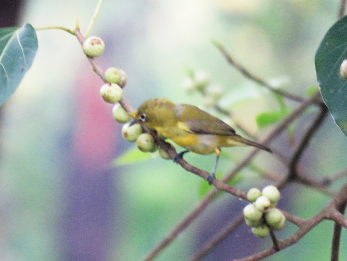 Lemon-bellied White-eye - ML645045490
