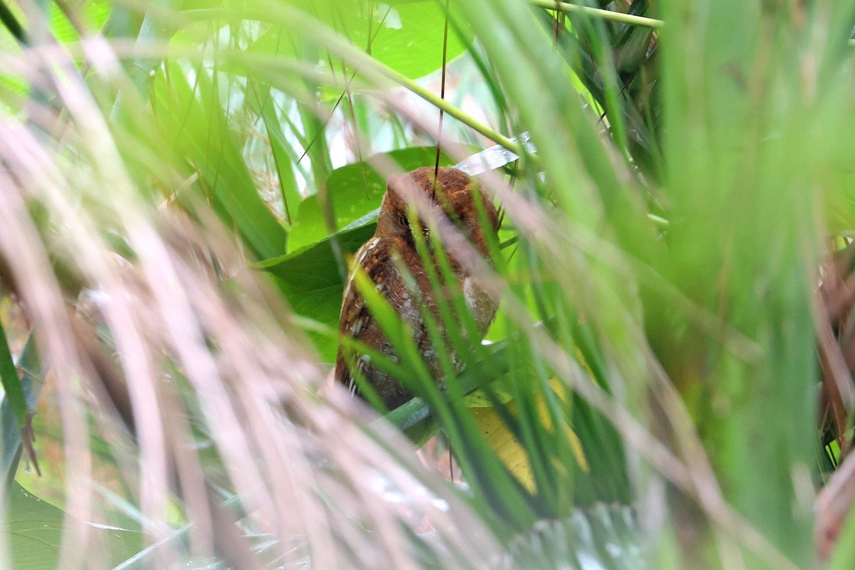 Orient-Zwergohreule - ML645045492