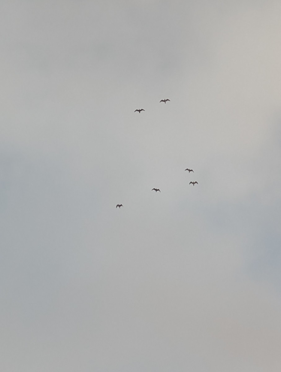 American Herring Gull - ML645045499