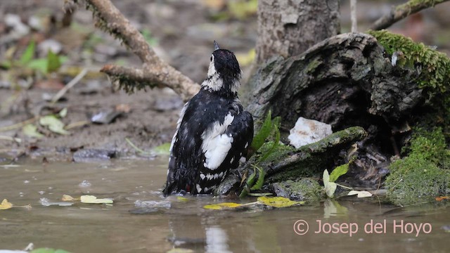 Orman Alaca Ağaçkakanı - ML645045507