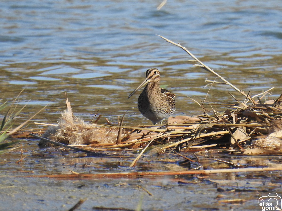 Common Snipe - ML645045508