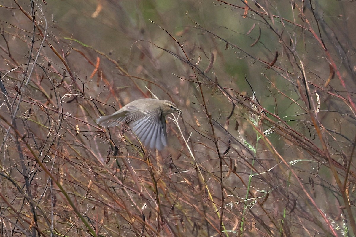 Zilpzalp - ML645045512