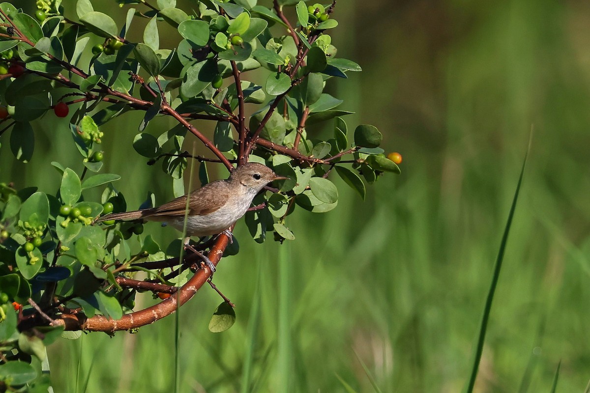 Buschspötter - ML645045524