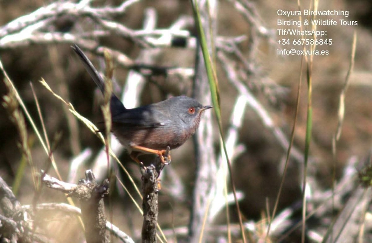 Etze-txinboa - ML645045561