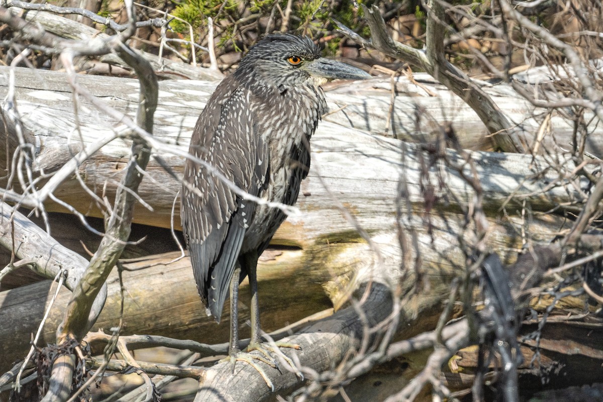 Yellow-crowned Night Heron - ML645045598
