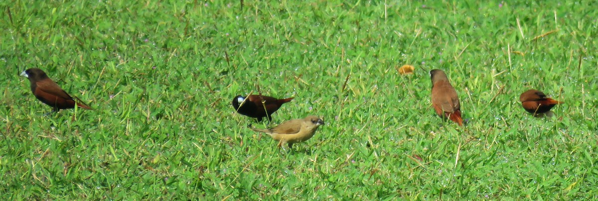Chestnut Munia - ML645045606