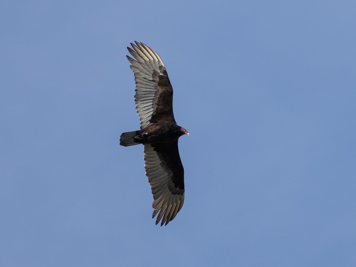 Катарта червоноголова - ML645045617