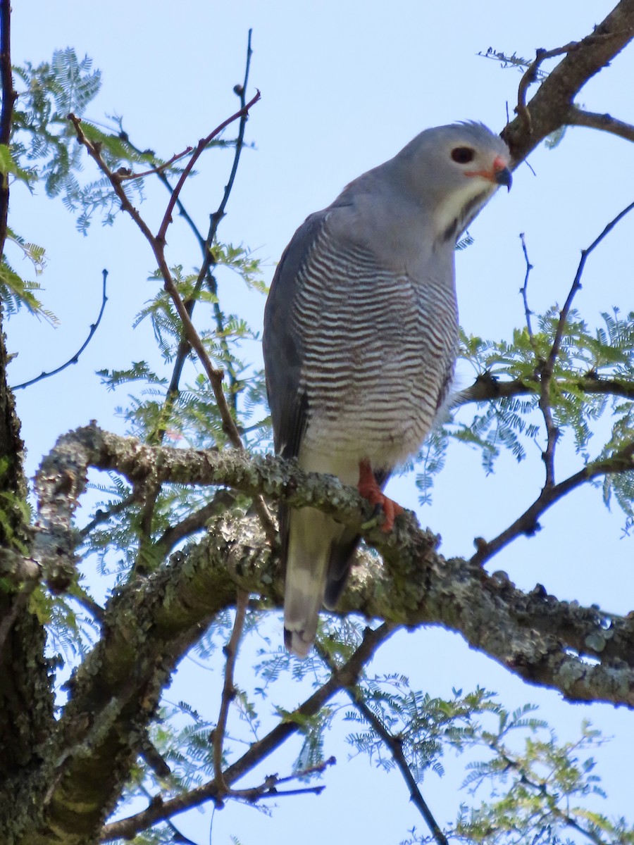 Lizard Buzzard - ML645045651