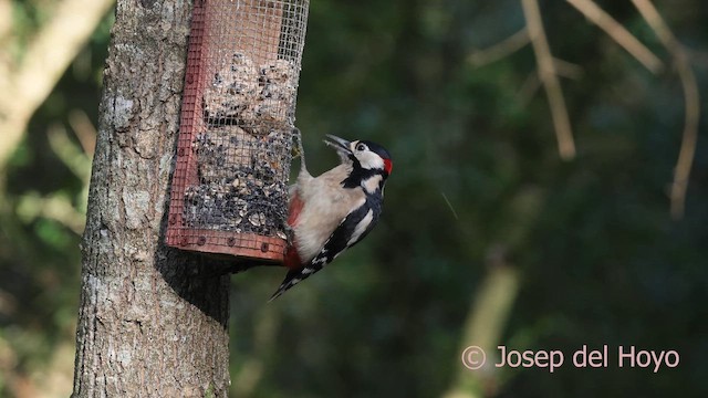 Orman Alaca Ağaçkakanı - ML645045655