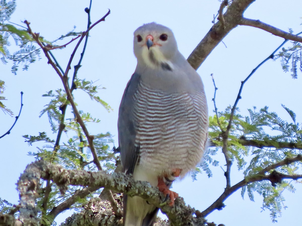 Lizard Buzzard - ML645045657